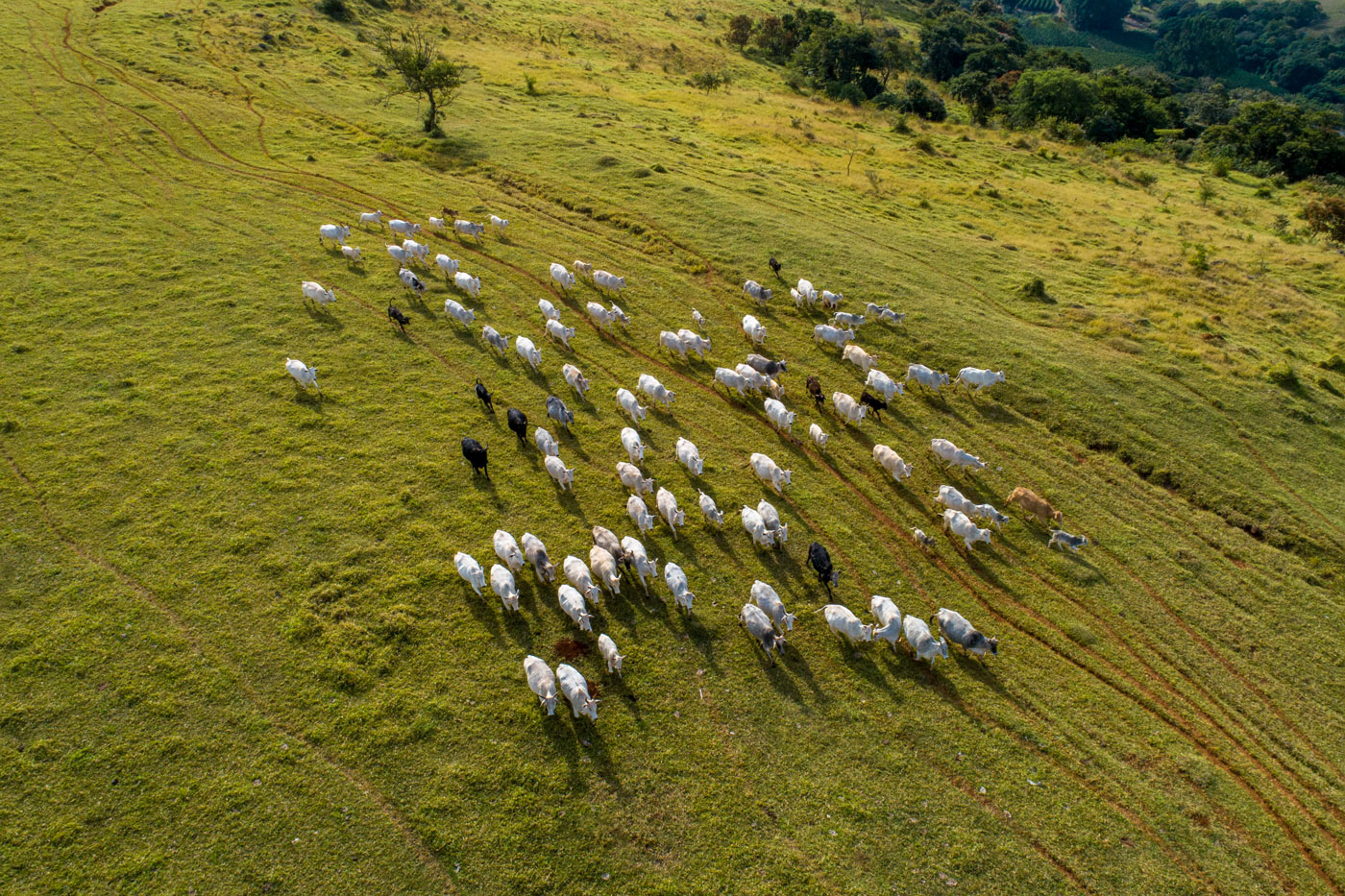 Flock of sheep in field