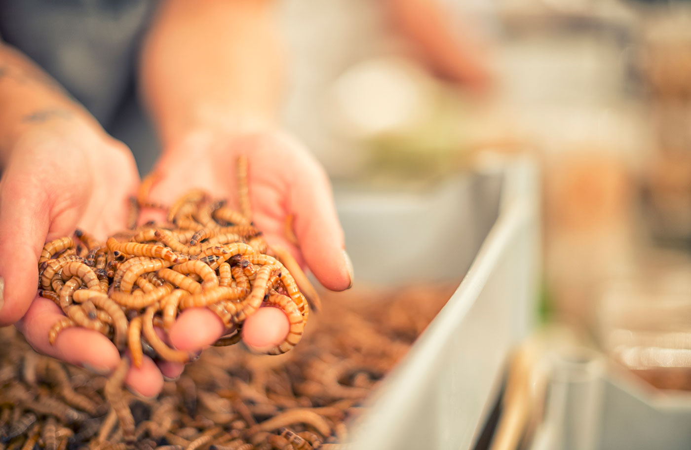 Handfull of mealworms