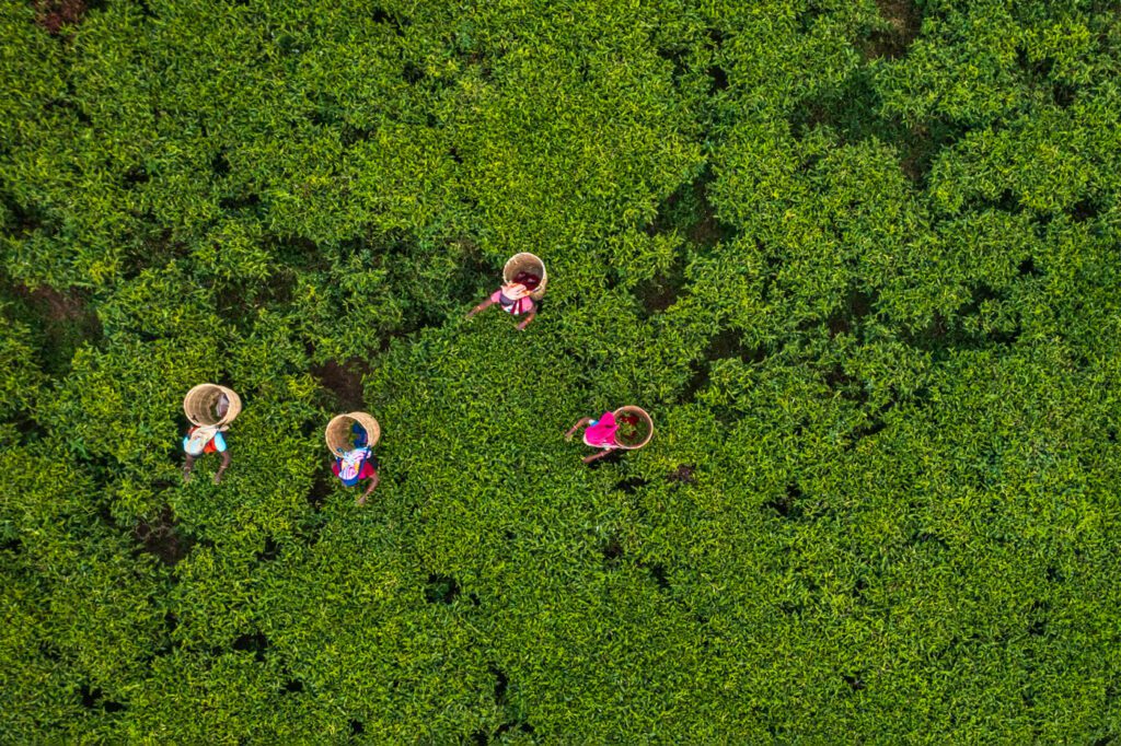 Farmers working in field