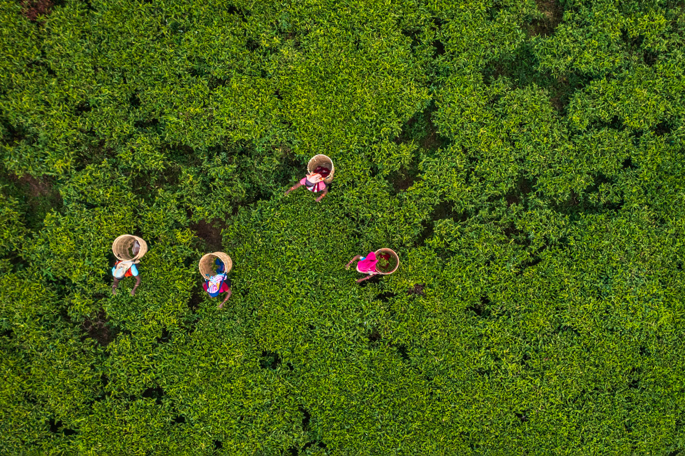 Farmers working in field