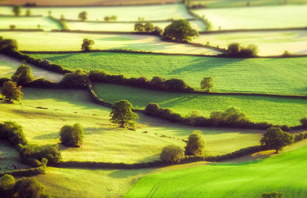Evening aerial view of summer fields divided by traditional hedges in Somerset, England.