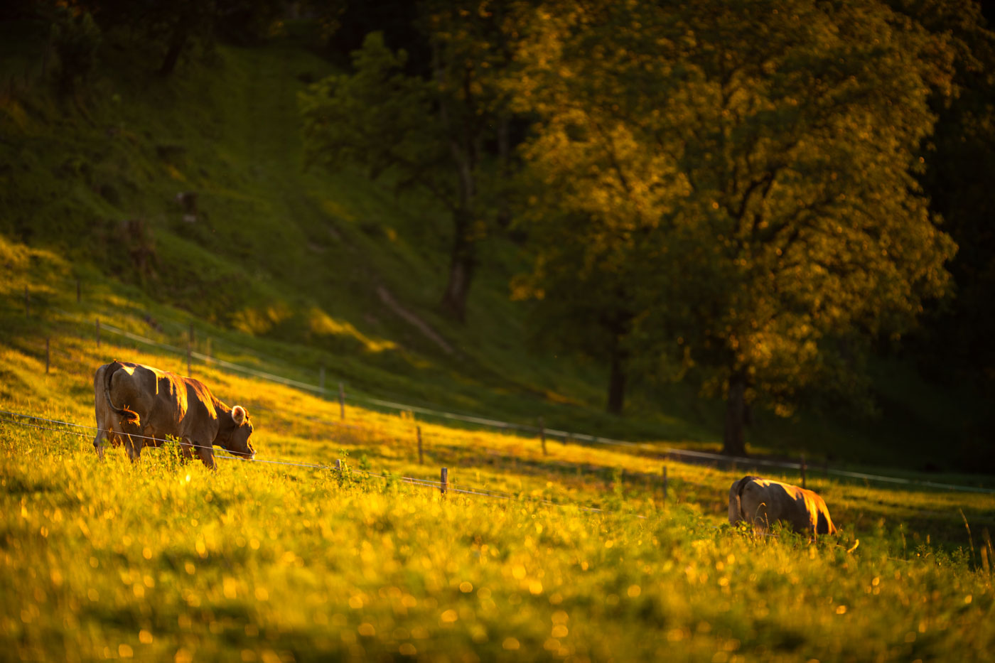 cows in field in autumn