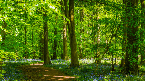 Natural Capital: Landlords, tenants & carbon ownership