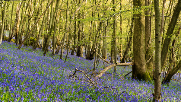 Keepers of time: Protection of ancient and native woodland and trees