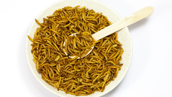 European Food Safety Authority gives first Novel Food go-ahead for insects – can the UK keep up?