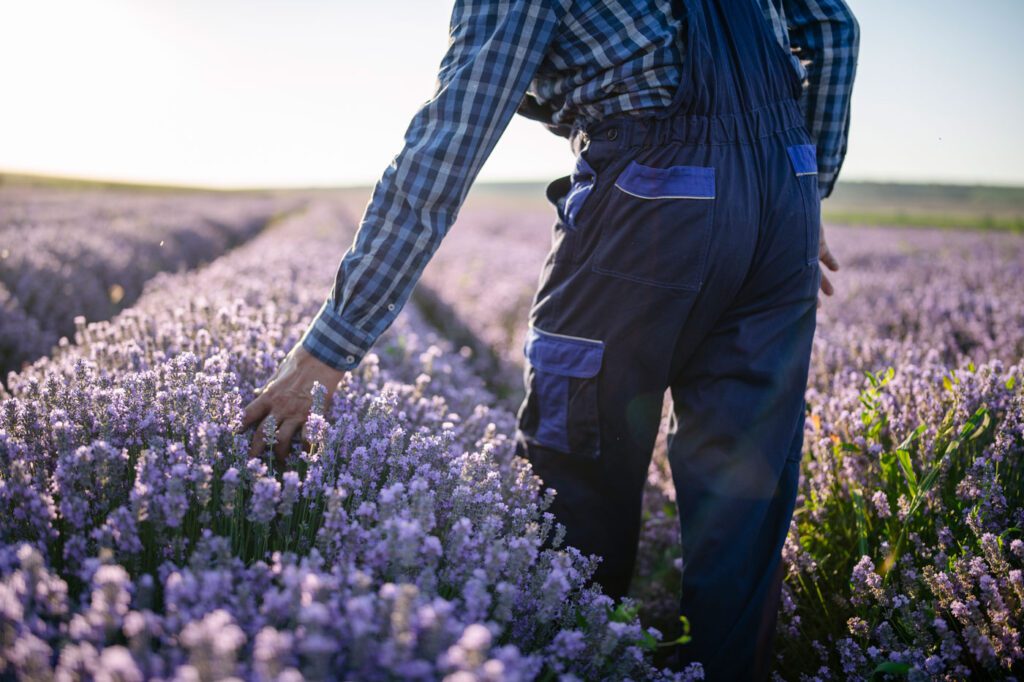 Lavender Field