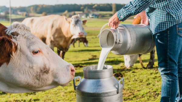 Michelmores advises Freshways Dairy on merger with Medina Dairy