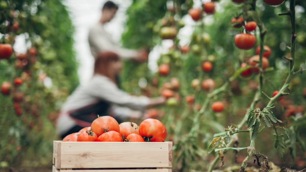 Call for evidence: an inspection of the immigration system as it relates to the agricultural sector