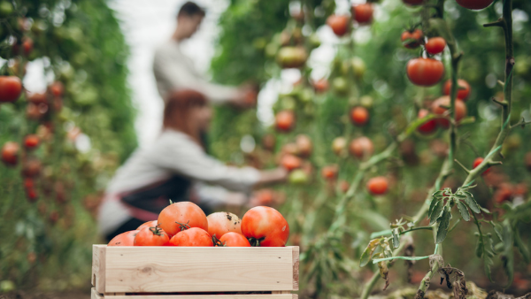 Call for evidence: An inspection of the immigration system as it relates to the agricultural sector