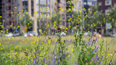 Calls for Truss to streamline Biodiversity Net Gain