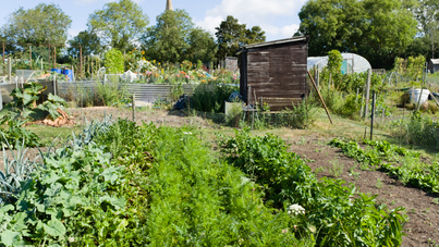 Allotments: what are they and why does it matter