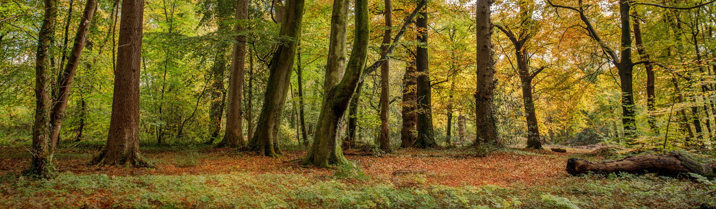 Branch out to enjoy benefits of woodland ownership