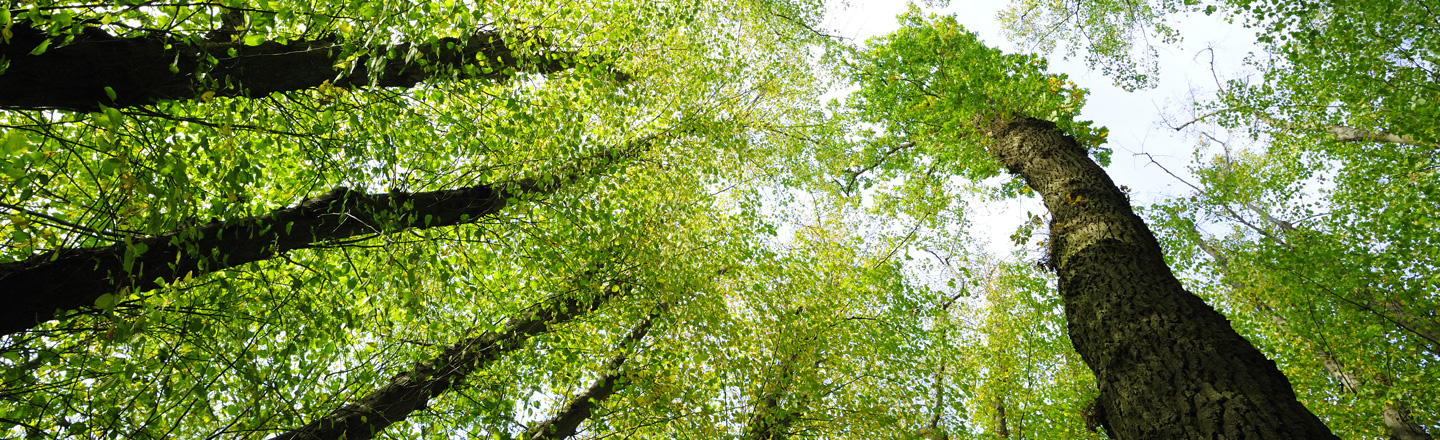 A root and branch discussion on occupier’s liability for trees