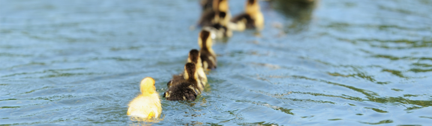 Inheritance – getting your ducks in a row