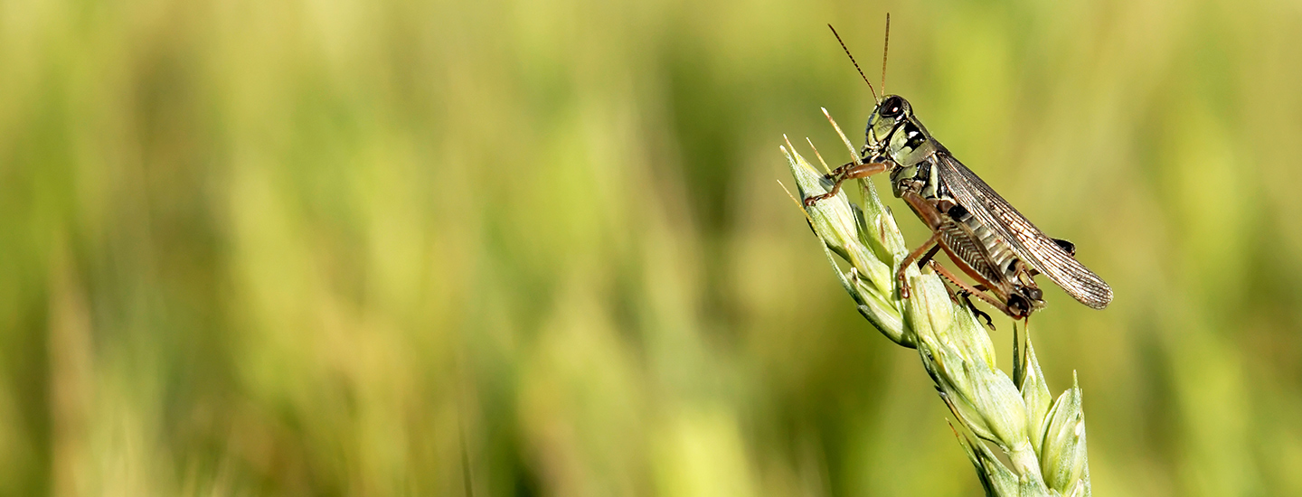 Insect meal as an alternative source of protein in animal feed