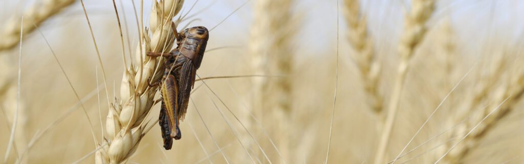 Is Insect Farming the answer to Food Security?