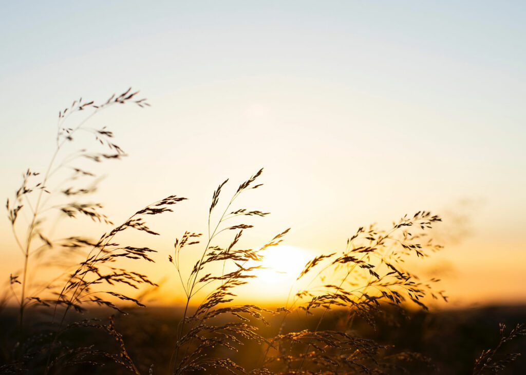 Sunset in a field