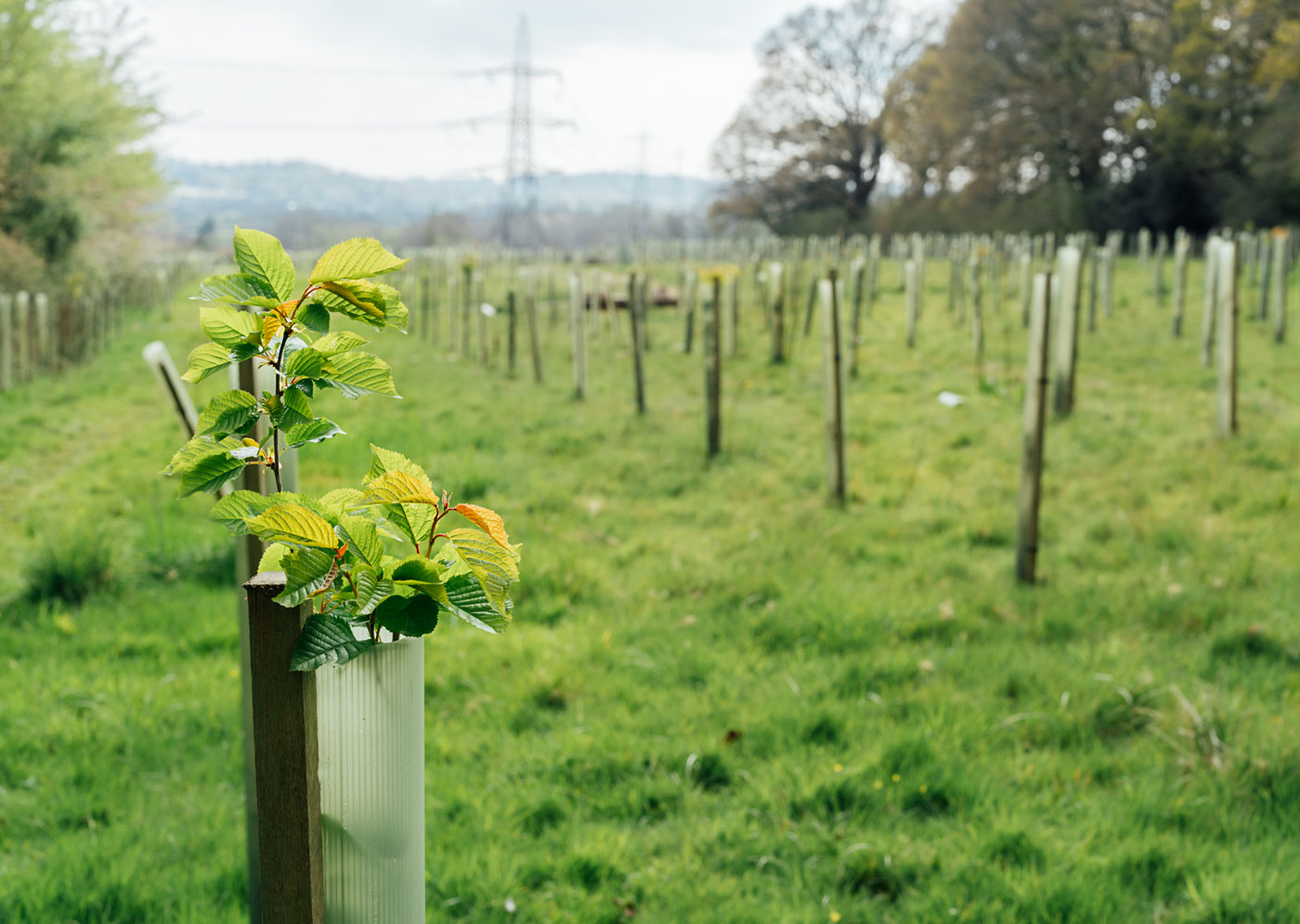 Trees and notices to quit: Should agricultural tenants be worried?