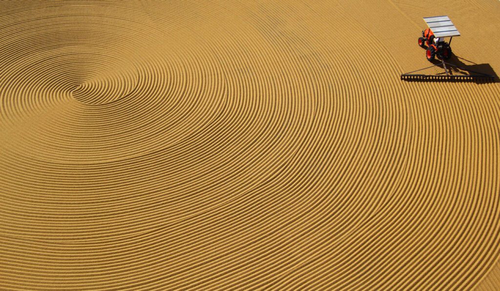 Pounded wheat field