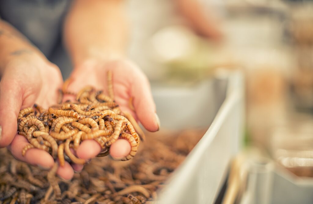 Person holding meal worms