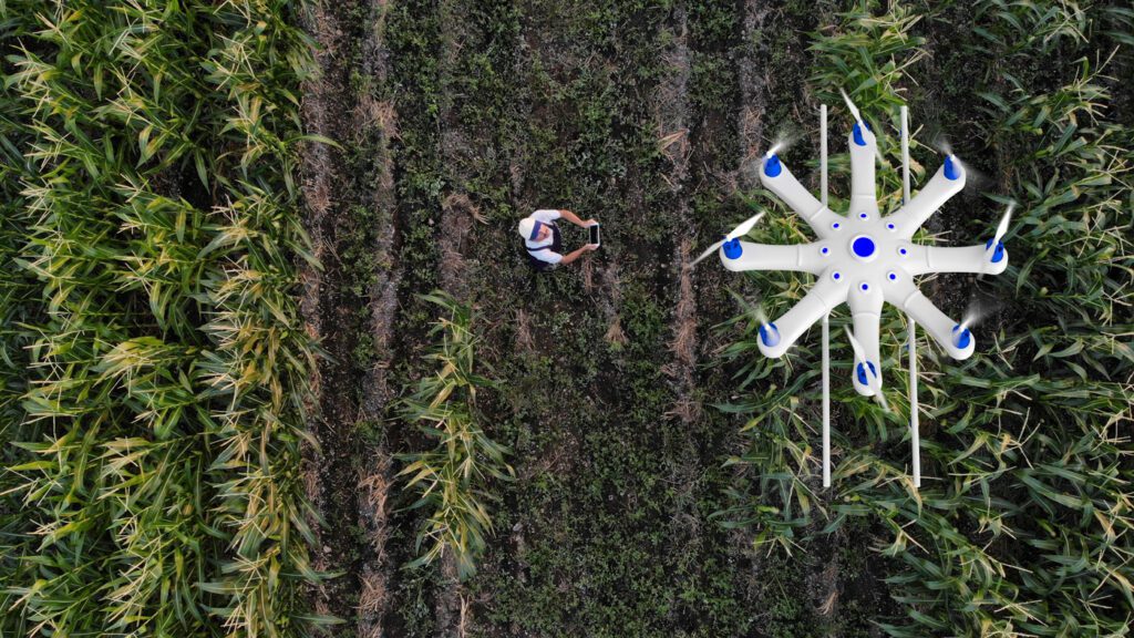 Drone flying over corn field