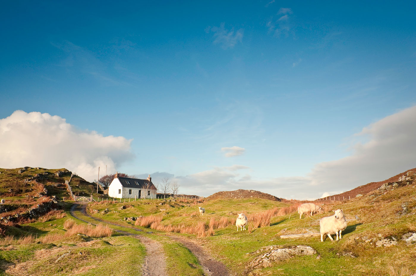Sheep on a moor with a homestead in the distance