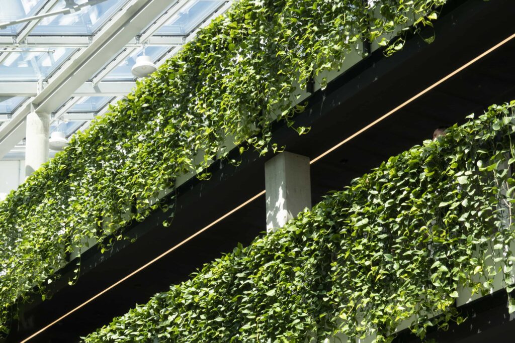 Foliage hanging from building