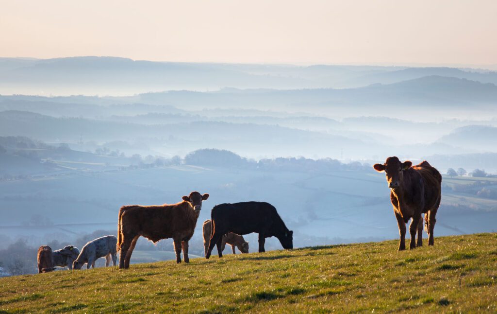 Cows in field with misty landscape behind them