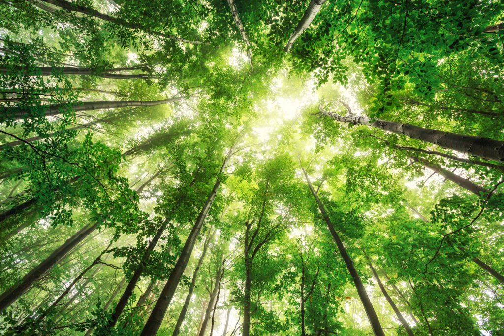 View of tree tops