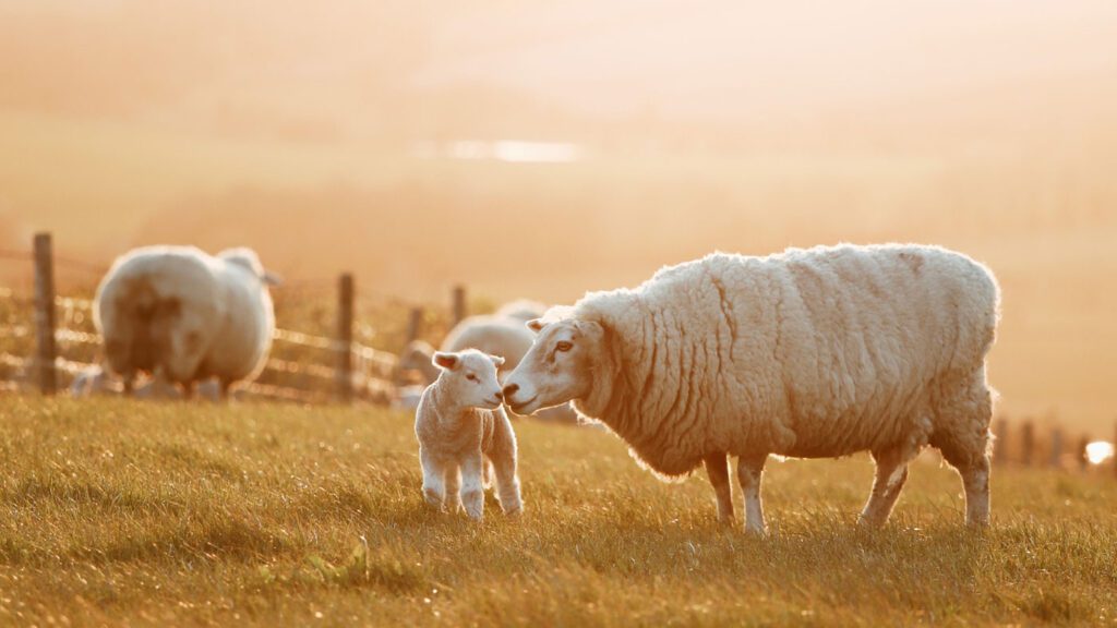Sheep tending to Lamb in a field
