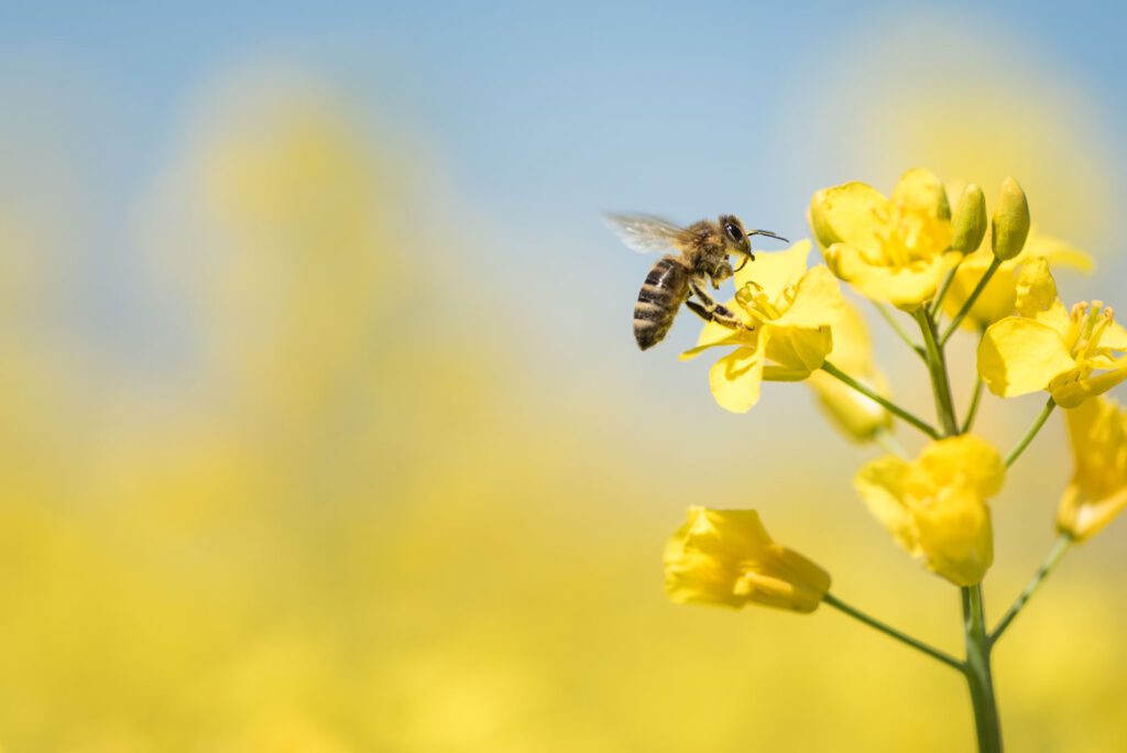 Bee sat on yellow flower