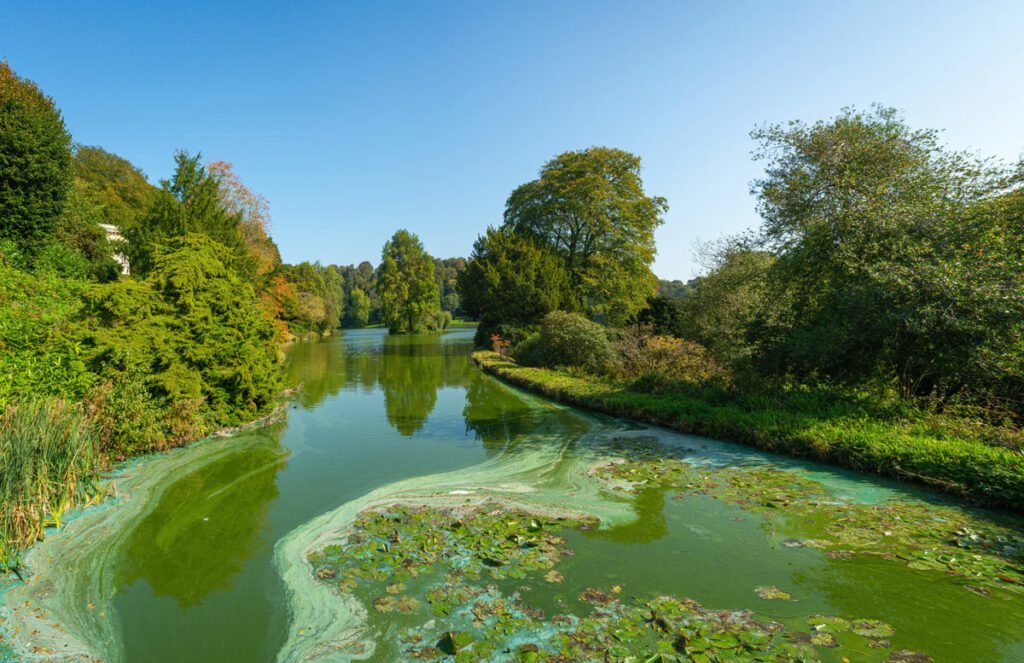 Thick algae on a lake filled with green water and Water lilies