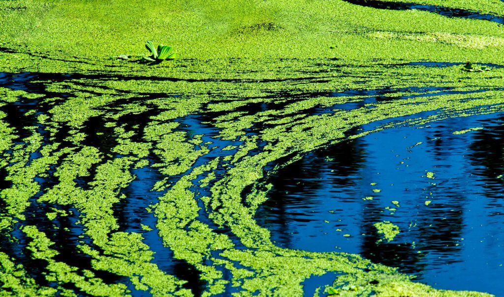 Blue-green algae