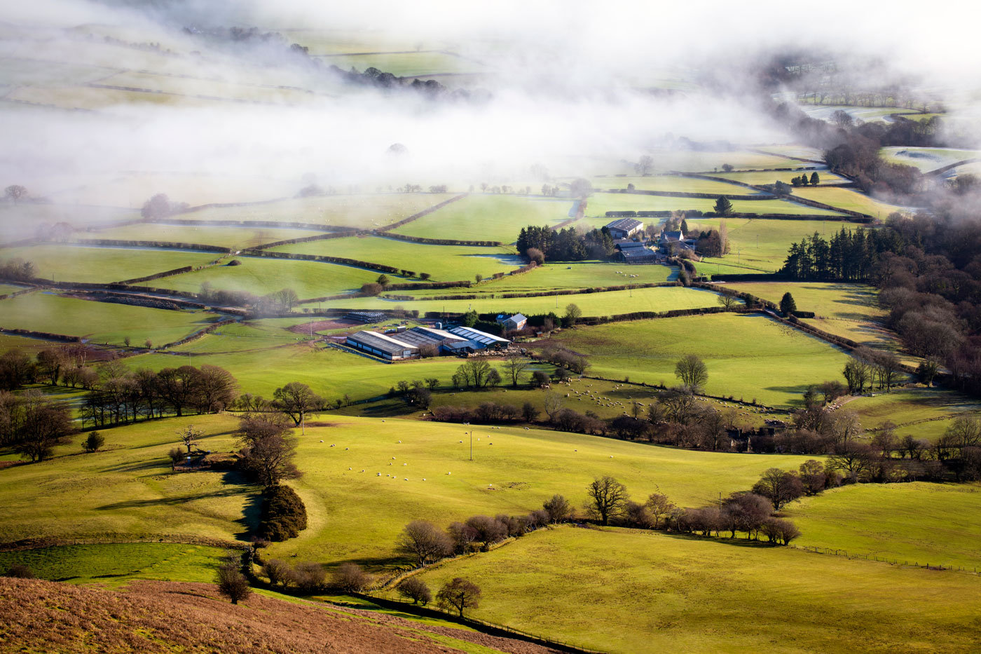 Countryside in mist