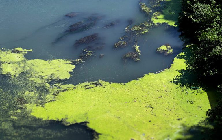 A body of water with bright green algae covering the surface near the shore—an effect often linked to nutrient neutrality—surrounded by some dark water and trees casting shadows on the right side.