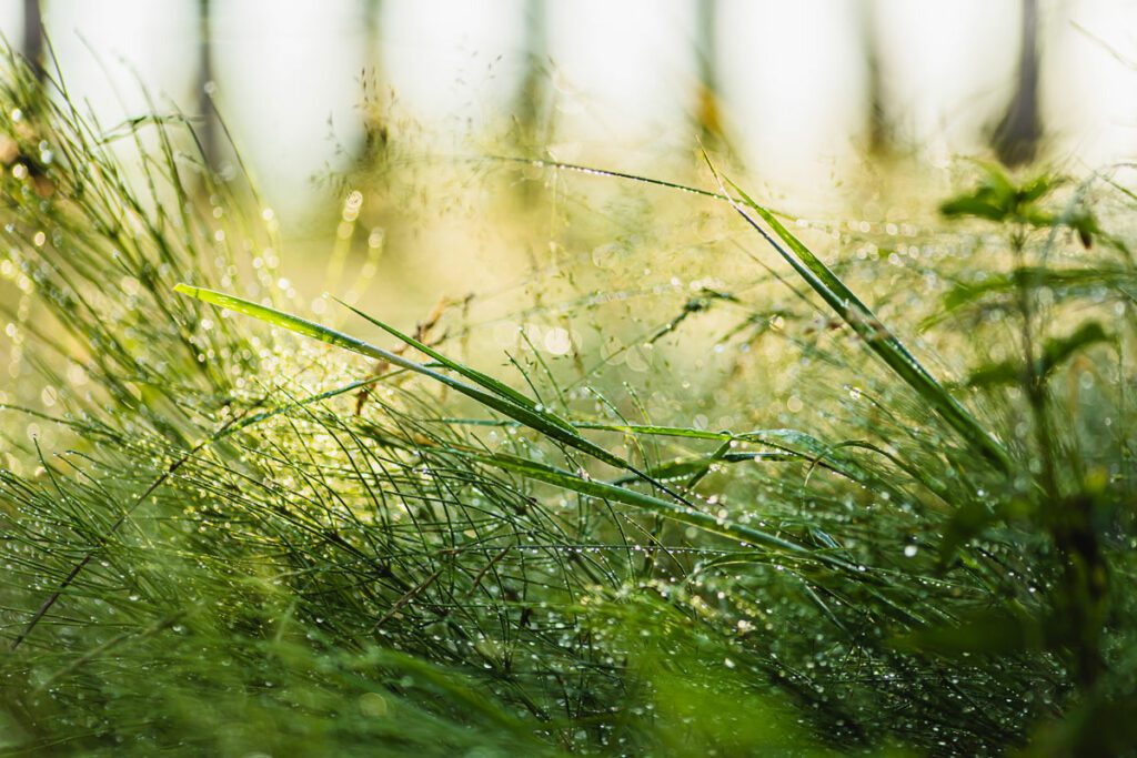 Dew drops on the grass.