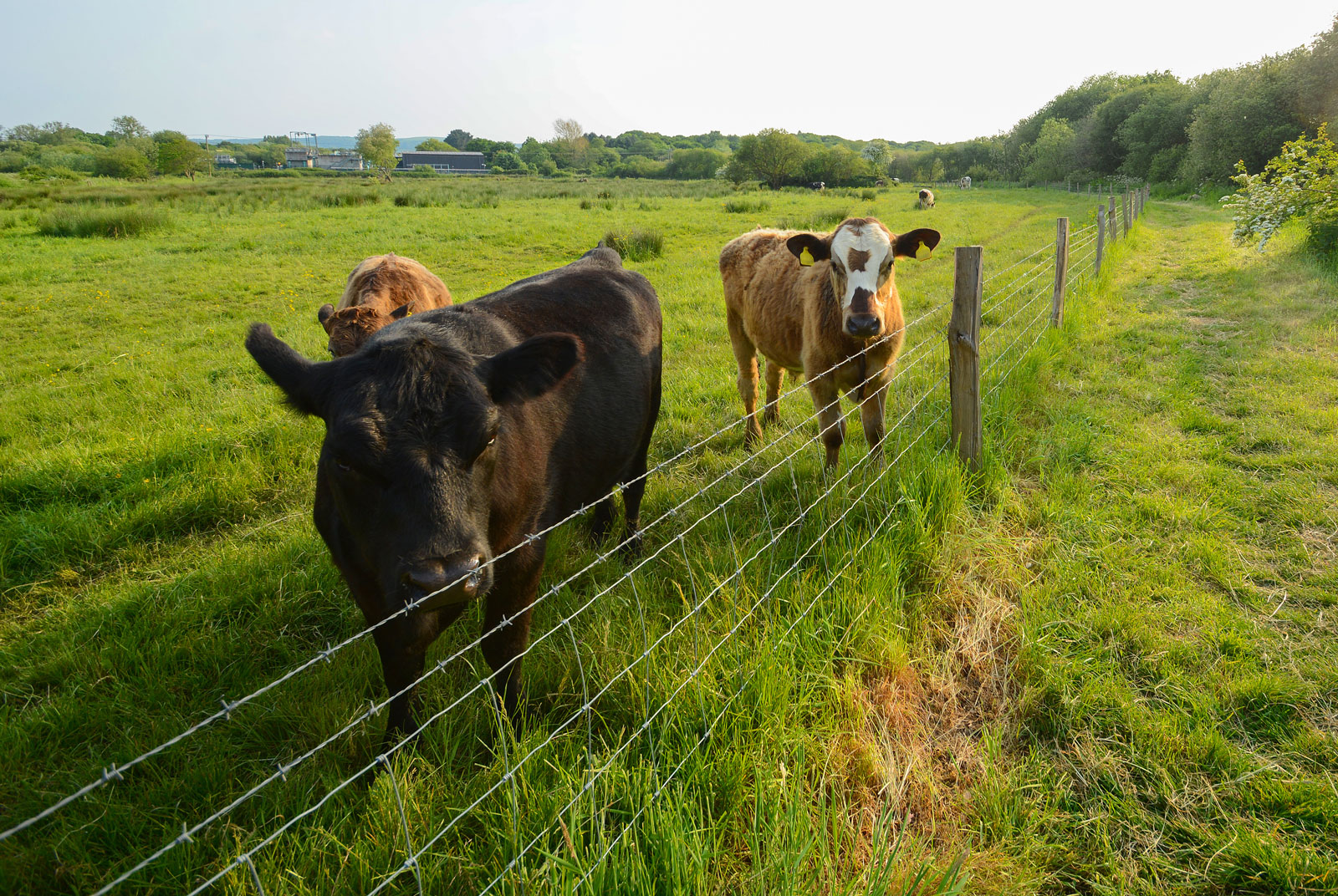 Animal liability: Cattle incidents and public rights of way