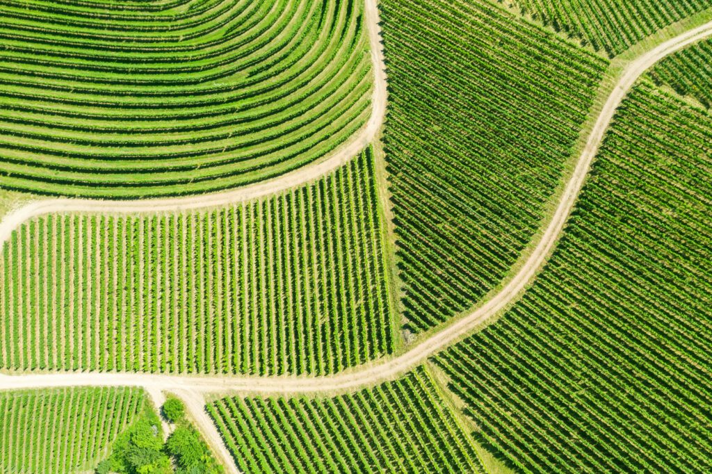 Aerial view of vineyards