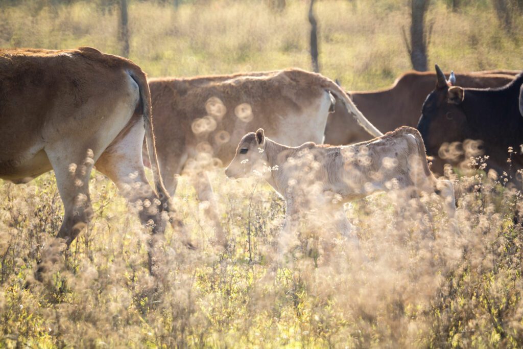 Dairy cows in field