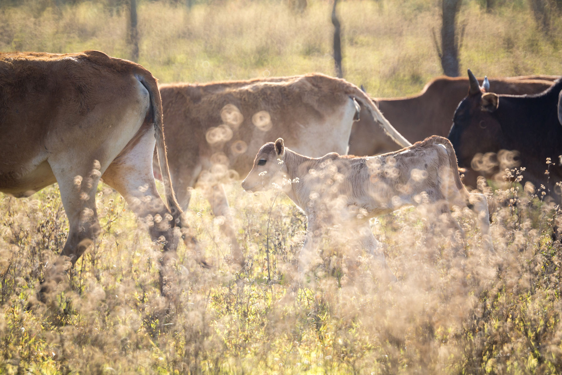 The new draft dairy regulations: What actions should producers and processors take?