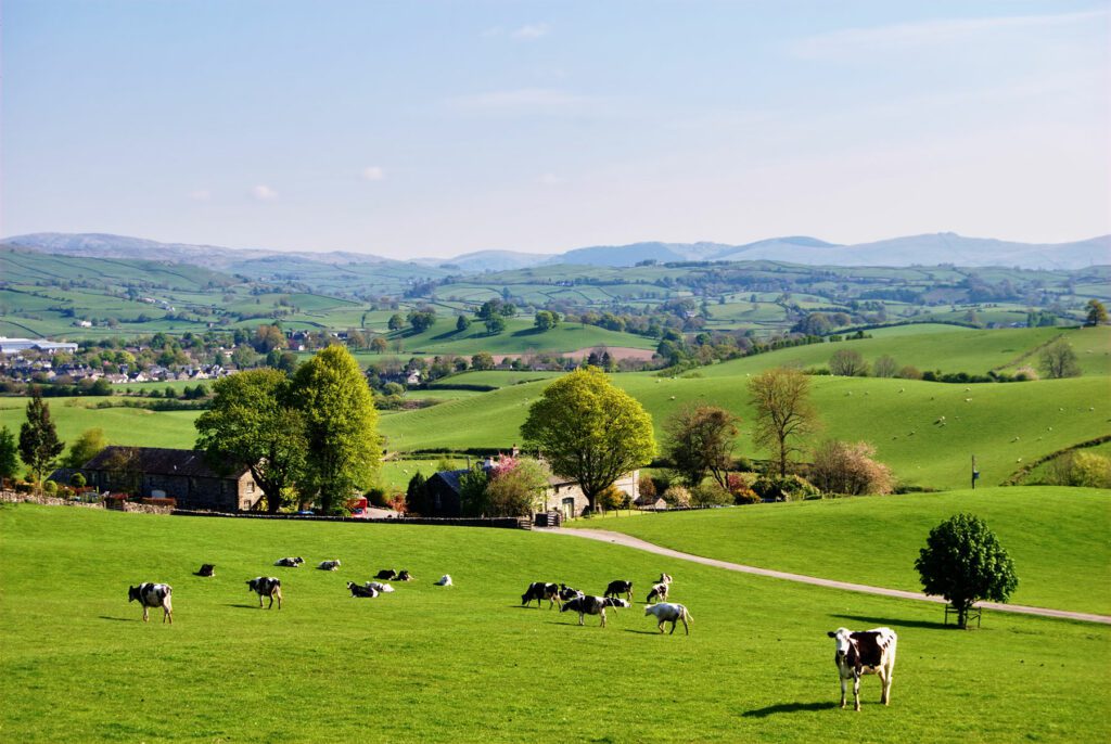 English farm with dairy cows in spring