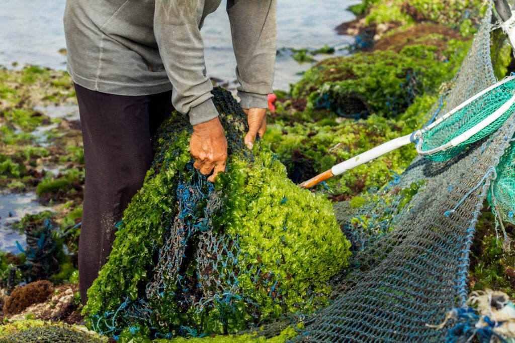 Seaweed farmer