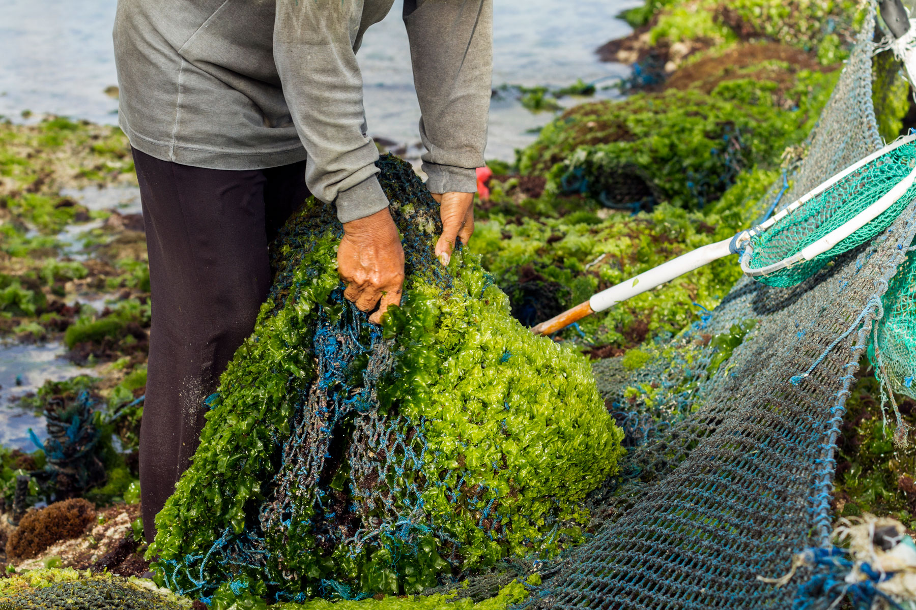 Seaweed farmer