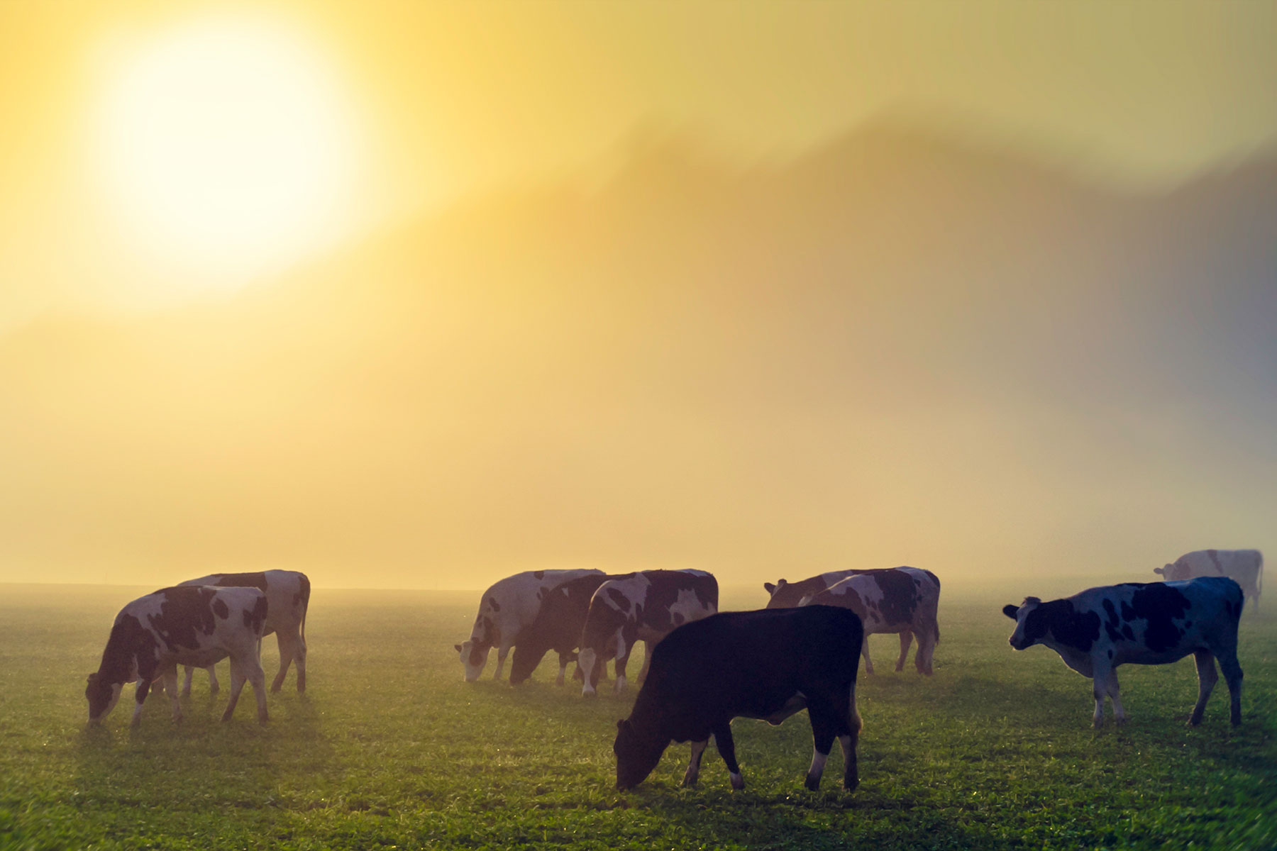 Cows in a meadow at sunrise