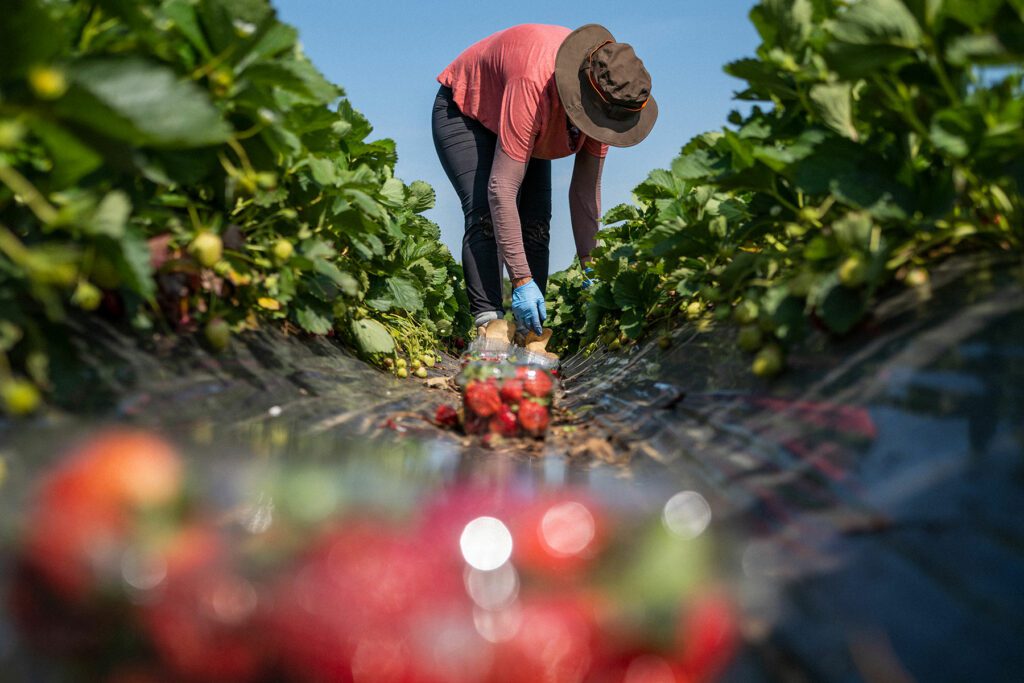 Seasonal farm work