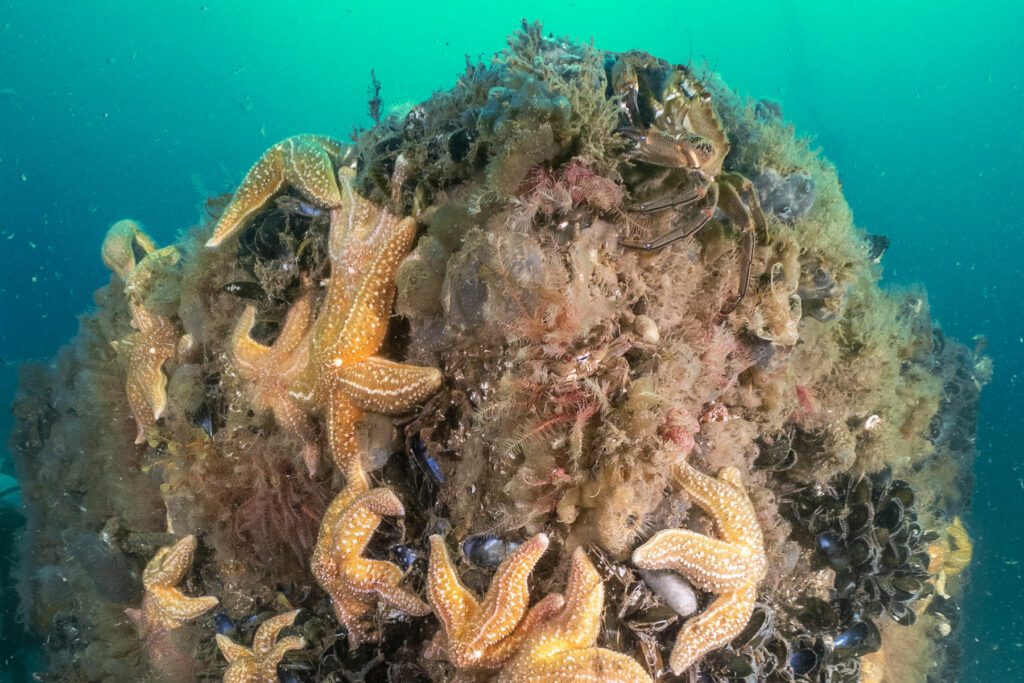 Starfish on rock in sea