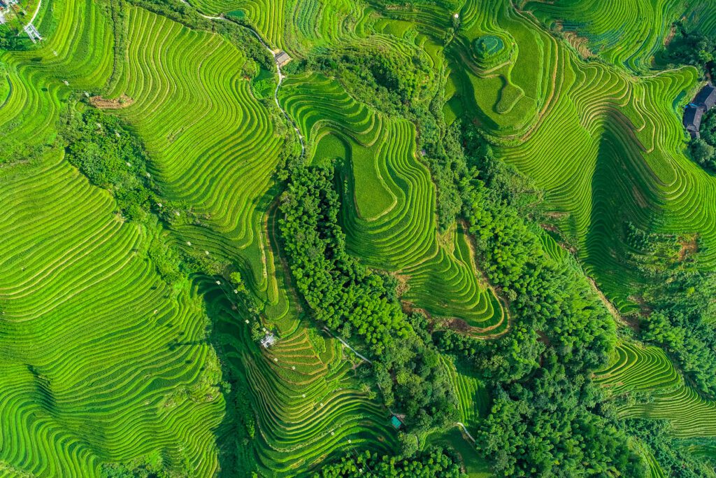 Terraced Rice fields