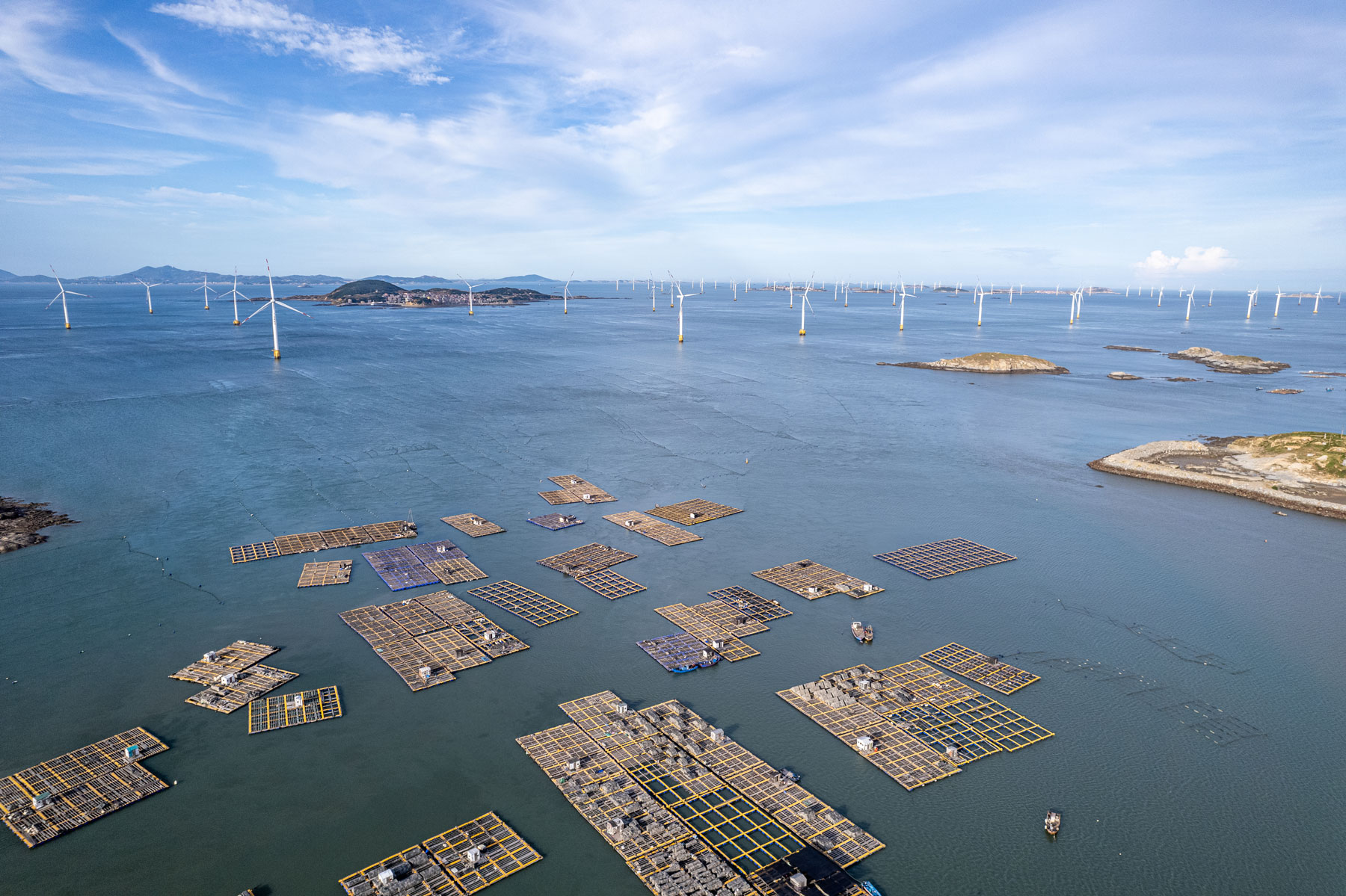 Seaweed Farming: Questions and answers with Mollie Gupta at WWF