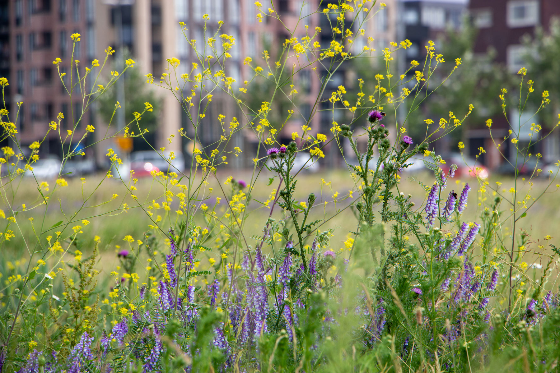 National Audit Office report on the implementation of biodiversity net gain