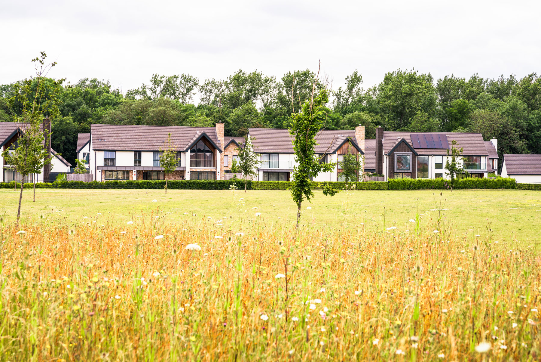 Wildflowers in the foreground, in front of new, large detached homes set in woodland near Peterborough in the south of England.